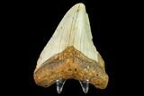 Fossil Megalodon Tooth - North Carolina #131583-2